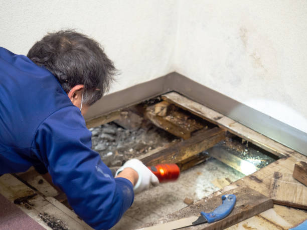 Best Mold Testing and Inspection Services in Wareham Center, MA