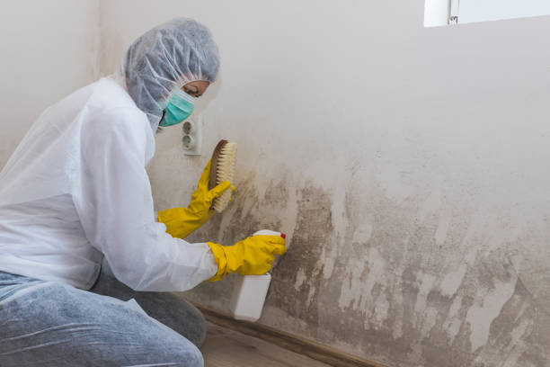 Best Mold Remediation for Schools in Wareham Center, MA