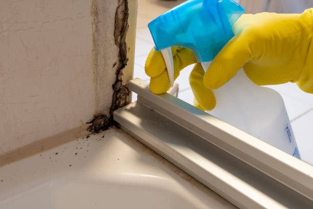 Best Attic Mold Remediation in Wareham Center, MA