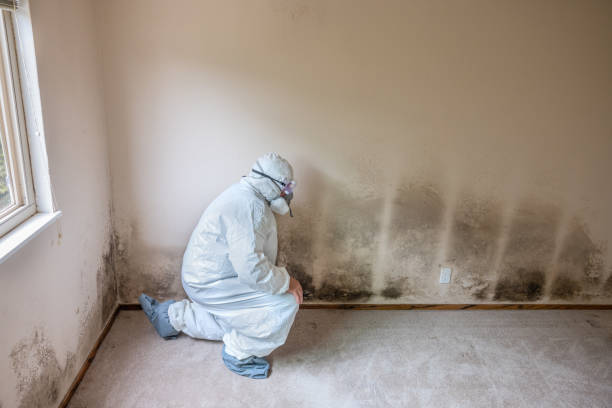 Best Post-Flood Mold Remediation in Wareham Center, MA