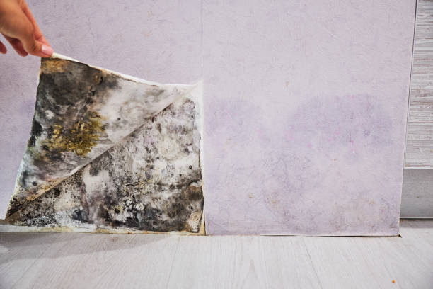Best Kitchen Mold Remediation in Wareham Center, MA